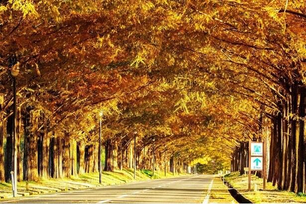 見頃を迎えそうな紅葉名所をピックアップ※写真はメタセコイア並木の紅葉