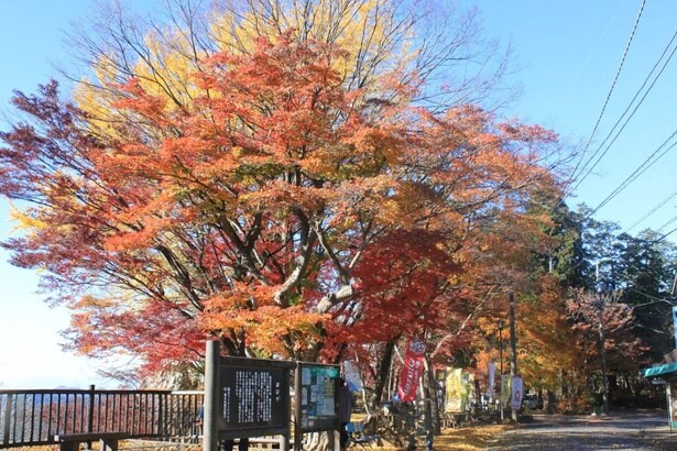 謙信平の紅葉の名所としても人気/太平山の紅葉