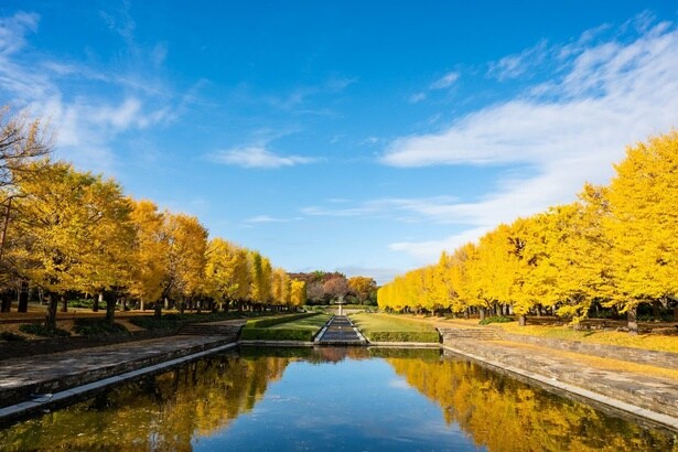 カナールイチョウ並木は人気の紅葉スポット/国営昭和記念公園の紅葉