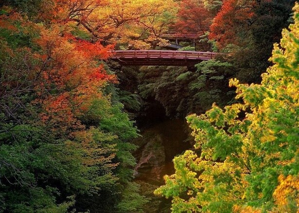 優れた建築技法も魅力の1つ/名勝 猿橋の紅葉