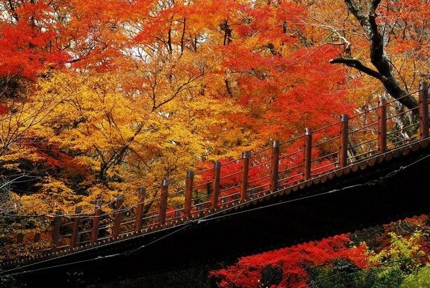紅葉に彩られる汐見滝吊り橋/花貫渓谷の紅葉