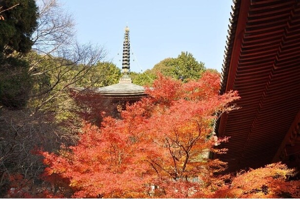 広大な境内が紅葉一色に染まるさまは必見/高雄(神護寺)の紅葉