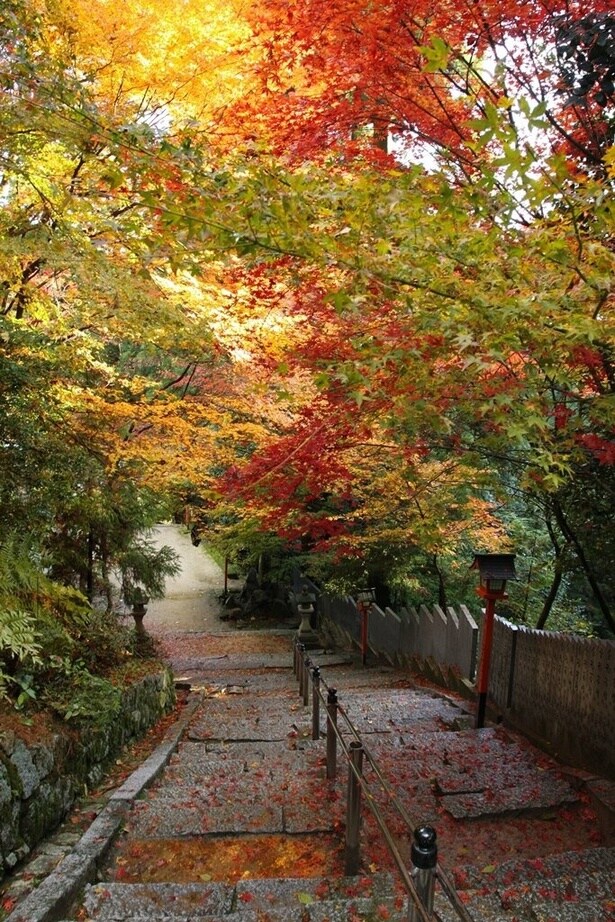 粛々と続く紅葉の参道/西山興隆寺の紅葉