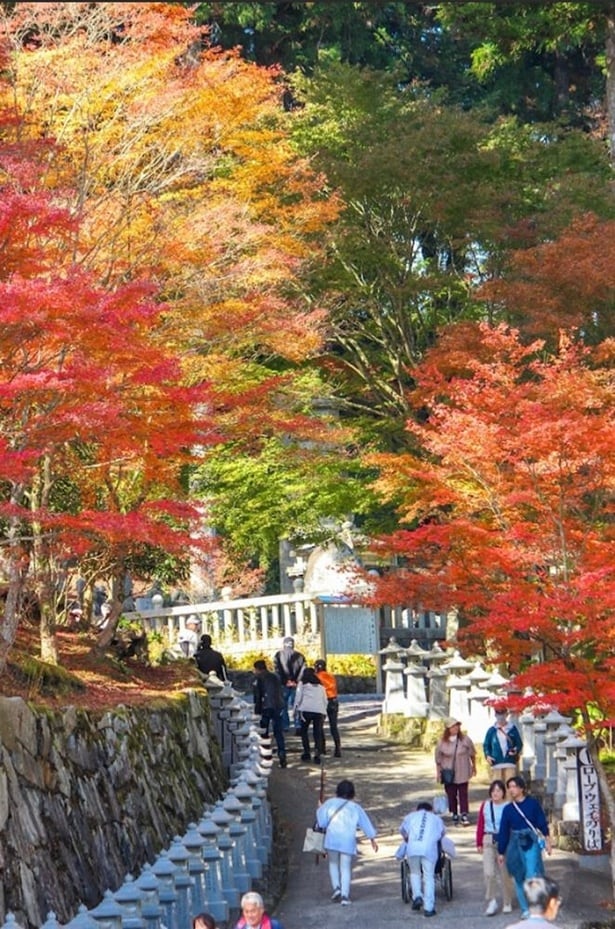 雲辺寺は別名「四国高野」とも呼ばれる/雲辺寺の紅葉