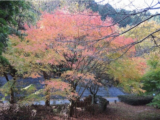 小鳥のさえずりを聞きながら渓谷の紅葉を満喫できる/鈍川渓谷の紅葉