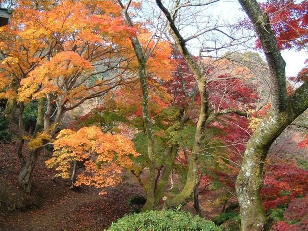 赤色や金色に色づいた紅葉を眺めながら参拝しよう/金刀比羅宮の紅葉