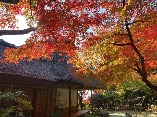 紅葉と庭一面に広がる緑の苔のコントラストが美しい/九年庵の紅葉