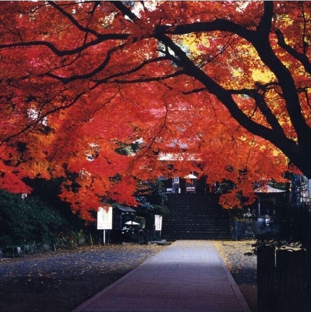 参道に覆いかぶさるように紅葉が広がる/大興善寺の紅葉