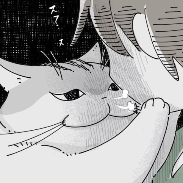 飼い主の顔を近くでガン見する猫