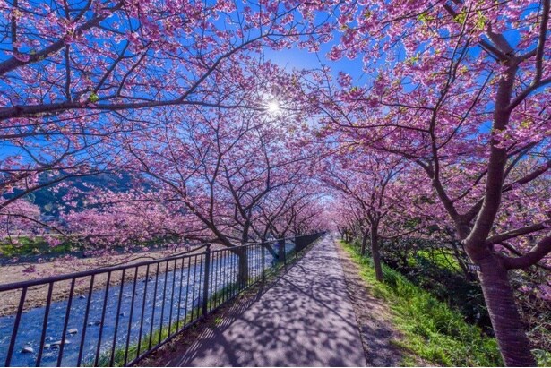 【写真】河津川沿いには約850本、全体では約8000本の河津桜が咲き誇る