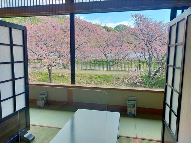 河津桜まつり「お花見弁当」温泉付きゆったり3時間プランは、踊り子温泉会館の窓側席から桜とお弁当を楽しめる