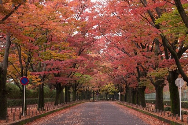 正門から続くけやき並木 ※画像は過去のものです