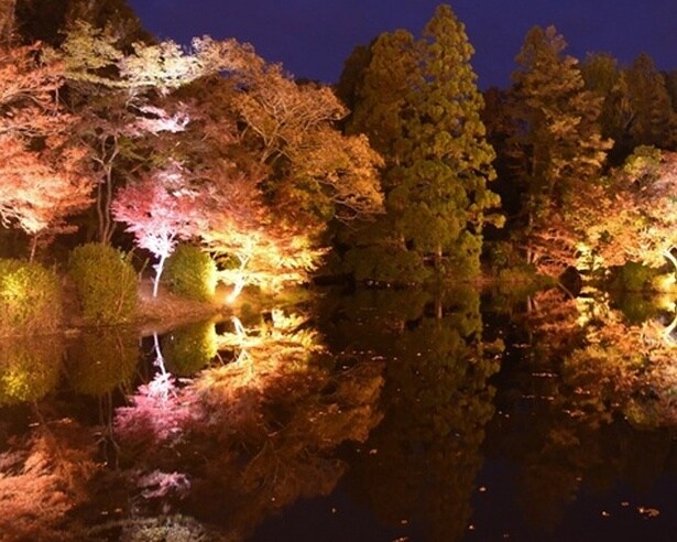 日本最古の京都府立植物園で夜の紅葉とアートイベント「LIGHT CYCLES KYOTO(ライトサイクル京都)」を楽しむ