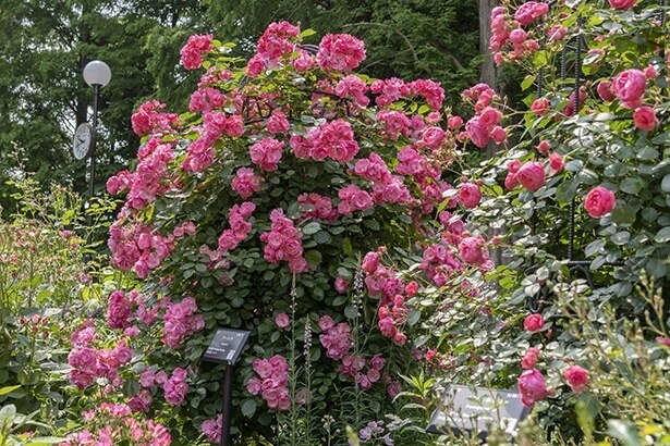 春には綺麗なつるバラが見頃に