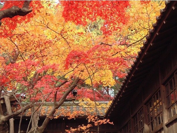 色鮮やかな紅葉が境内を彩る/本土寺の紅葉