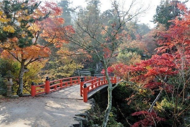 約700本の紅葉が園内一面を赤く彩る/宮島・紅葉谷公園の紅葉
