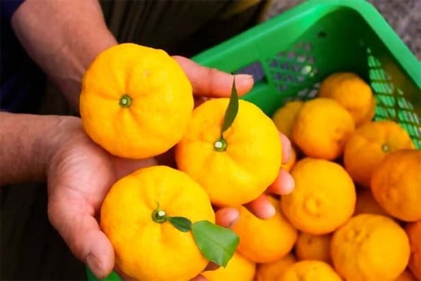 南アルプス南部の山麓で育てるユズ