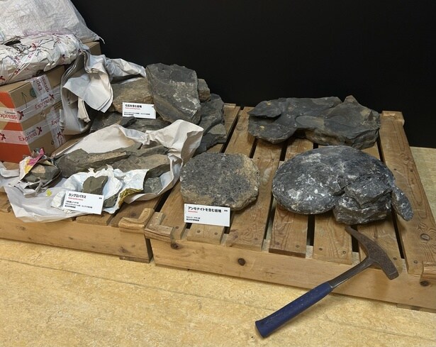 モロッコでの調査で回収されたアンモナイトなどの化石を含む岩塊が展示されている