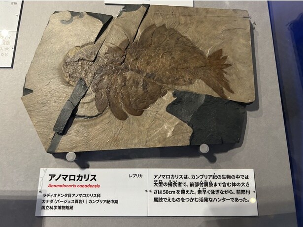 アノマロカリス(レプリカ)