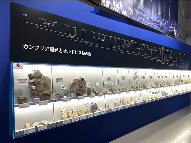 カンブリア爆発で誕生した生き物の化石がまとめて展示されている