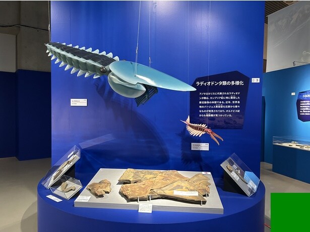 アノマロカリスに代表されるラディオドンタ類の復元模型と化石をまとめて展示