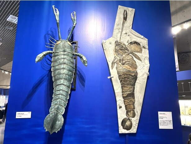 アクティラムスの復元模型(左)と化石レプリカ(右)