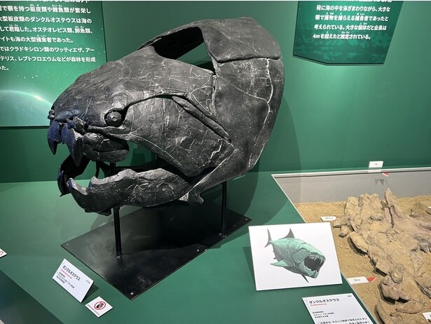 ダンクルオステウス(レプリカ)