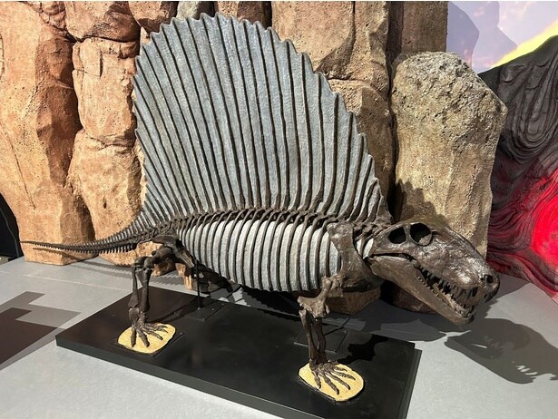 ディメトロドン(レプリカ)