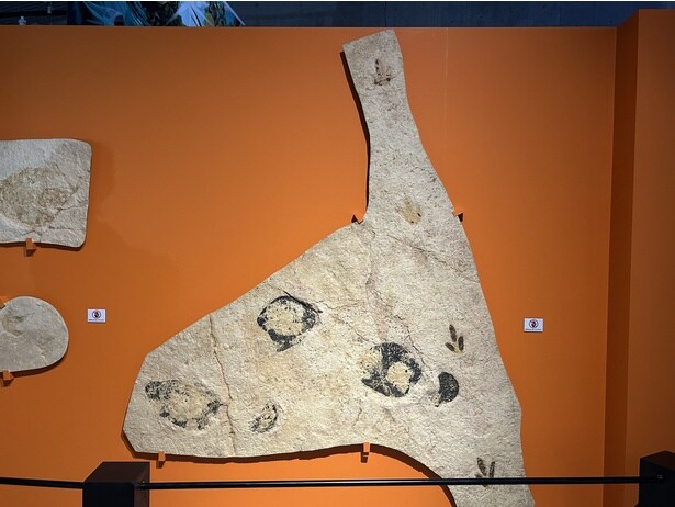 恐竜の行跡化石(レプリカ)