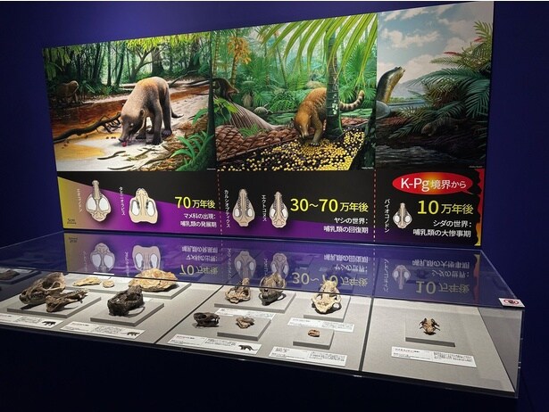 大量絶滅から時間が経つごとに進化していった哺乳類の頭の化石が並べられて展示
