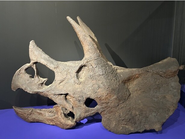 トリケラトプス(頭骨・レプリカ)