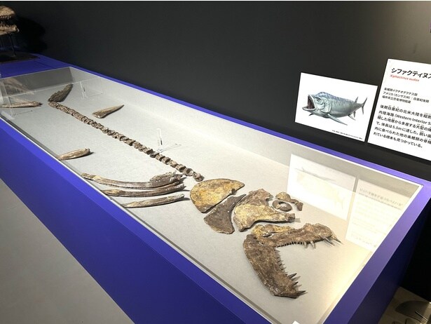 シファクティヌス