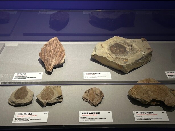 デンバー自然科学博物館から来日した貴重な標本のなかには、現代でも見られるような植物の葉の化石も