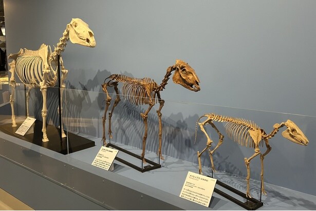 左から右へと古い種から新しい種へと進化した標本が並んでいる(左から順にメソヒップス、メリキップス、ウマ)