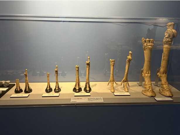 ウマ科の脚は種の進化につれて変化していった