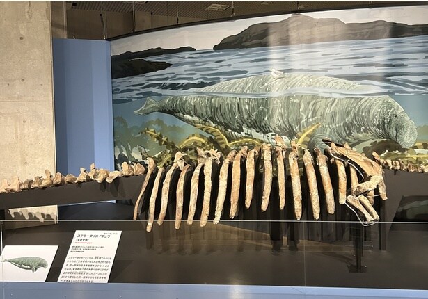 ステラーダイカイギュウ