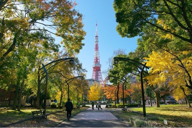 東京タワーを鮮やかな紅葉が彩る/芝公園の紅葉