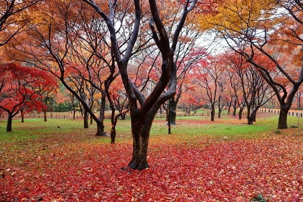 紅葉に囲まれた公園内を散策できる/神代植物公園の紅葉