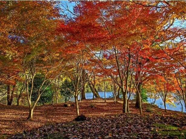 鮮やかに色づいた湖畔の散策路/一碧湖の紅葉