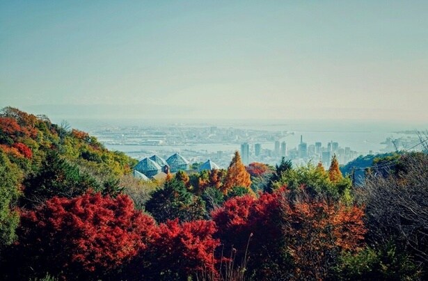 標高約400メートルの展望プラザから眺める神戸の街並みと「布引の紅葉」/神戸布引ハーブ園／ロープウェイの紅葉