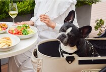 billsで迎える温かな“フェスティブシーズン”！旬の食材を活かしたクリスマスメニューと拡大されたペットエリアが紡ぐ、冬の豊かな休日