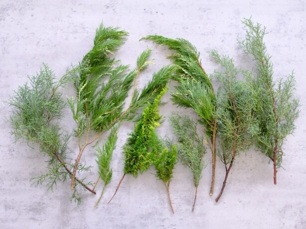 種類豊富なコニファー