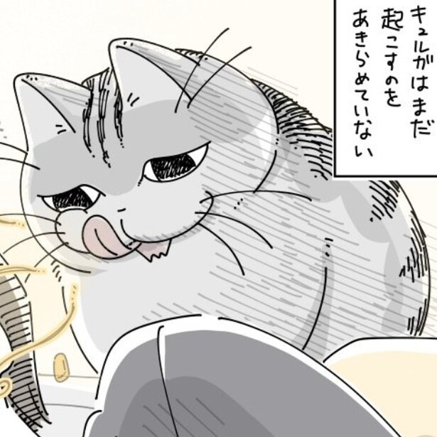 飼い主が起きるのを待つ猫