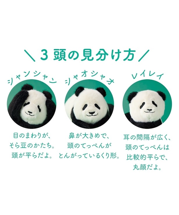 上野動物園で生まれたパンダ3兄弟の見分け方