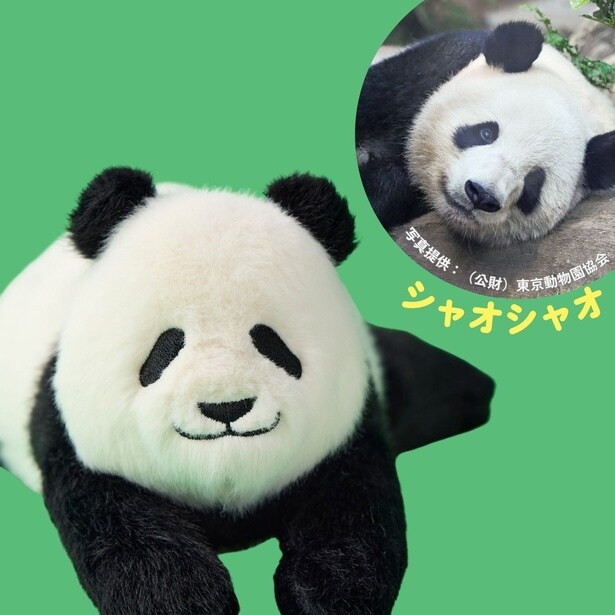 シャオシャオは、頭が少し尖っていて、活発で新しいものへの警戒心は少ない性格