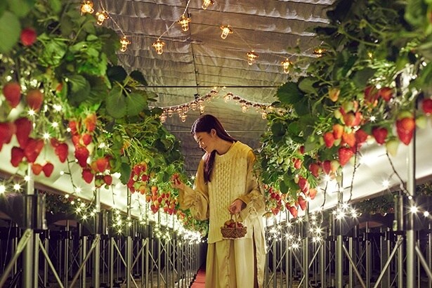 イルミネーションが輝く貸し切りのハウスでの夜のいちご狩り