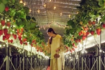 イルミネーション輝くハウスを貸し切り！リゾナーレ熱海で夜のいちご狩り「ナイトストロベリーツアー」開催