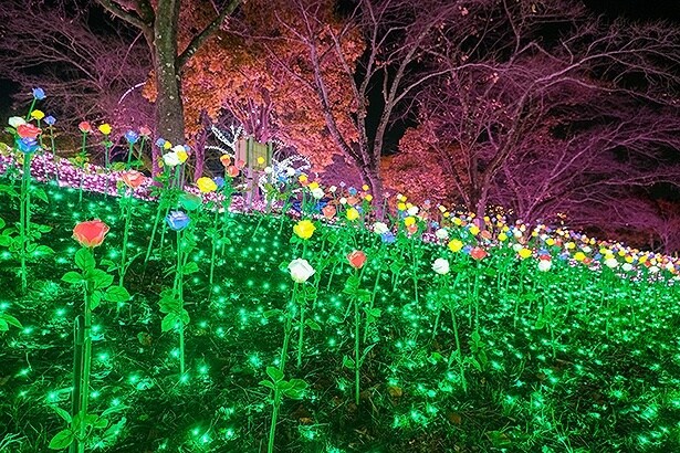 バラの花も1本1本光り、近くで見てもキレイ