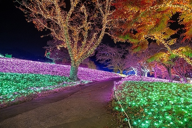 緩やかな斜面が一面びっしりのイルミで彩られる「光の花畑」