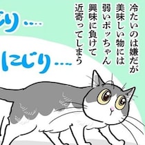 【ねこ漫画】猫に氷はNG!?氷に翻弄される尊い猫の姿を描いた漫画に「かわいすぎる」「うちも同じ」とSNSが騒然【作者インタビュー】